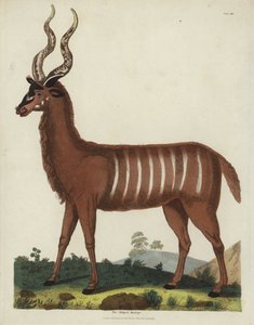 धारीदार मृग