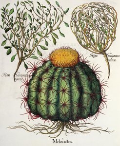 1.Melocactus; 2.Rosa Hiericontea खुला; 3.Rosa Hiericontea तुलसी Besler (1561-1629), पब से Eystettensis से संपन्न हुआ। 1613 द्वारा जर्मन स्कूल