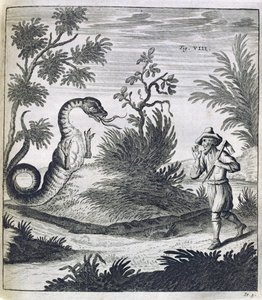 एक भयभीत ड्रैगन, c.1660 द्वारा जर्मन स्कूल