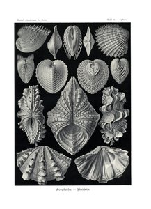 ऐसफला, 1899-1904 द्वारा जर्मन स्कूल
