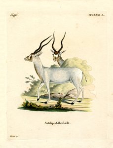 Addax मृग (रंगीन उत्कीर्णन) द्वारा जर्मन स्कूल