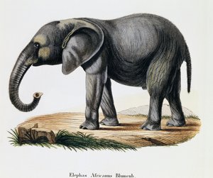 अफ्रीकी हाथी (एलिफस अफ्रीकनस), जोहान क्रिश्चियन डैनियल वॉन श्रेबर (1739-1810) द्वारा वर्णन के साथ प्रकृति से चित्रित स्तनधारियों से, ए फ्लेशमैन, जर्मनी द्वारा ड्राइंग के बाद आईसी बॉक द्वारा उत्कीर्णन द्वारा जर्मन स्कूल