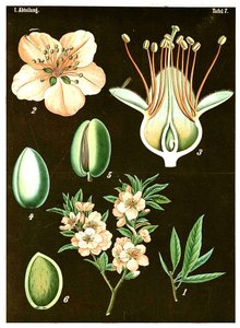 बादाम (Prunus Amygdalus) c.1890 (क्रोमोलिथोग्राफ) द्वारा जर्मन स्कूल