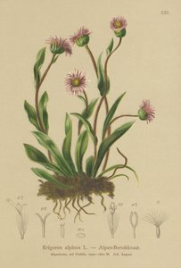 एल्पाइन एरेगरॉन (एरिगरन अल्पिनस) द्वारा जर्मन स्कूल