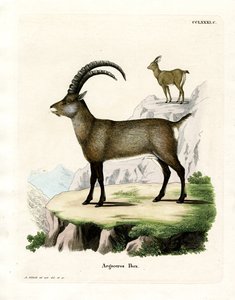 अल्पाइन आईबेक्स (रंगीन उत्कीर्णन) द्वारा जर्मन स्कूल