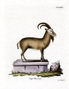 अल्पाइन Ibex (रंगीन उत्कीर्णन) द्वारा जर्मन स्कूल