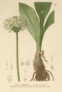 अल्पाइन लीक (Allium, एलियम, प्याज Victorialis, Geboscon Triphylus, plantagmeum लहसुन, एलियम anguinum) द्वारा जर्मन स्कूल
