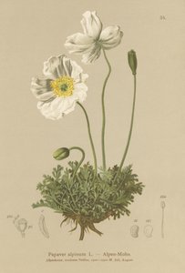 अल्पाइन खसखस (Papaver अल्पाइनम, उप-अल्पाइन द्वारा जर्मन स्कूल