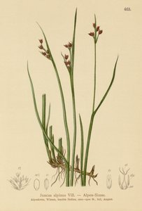अल्पाइन रश (Juncus alpinus, Juncus alpinoarticulatus) द्वारा जर्मन स्कूल