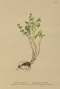 वार्षिक Stonecrop (Sedum आलू) द्वारा जर्मन स्कूल
