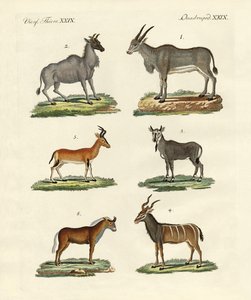 मृग और गजल द्वारा जर्मन स्कूल