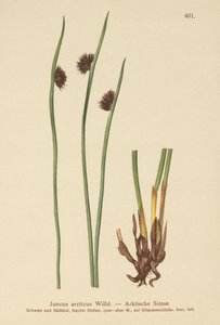 आर्कटिक रश (Juncus arcticus) द्वारा जर्मन स्कूल