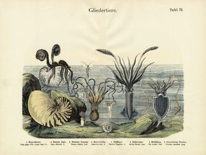 आर्थ्रोपोड्स, सी .1860 द्वारा जर्मन स्कूल