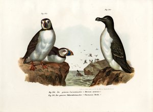 आर्टिक पफिन, 1864 द्वारा जर्मन स्कूल