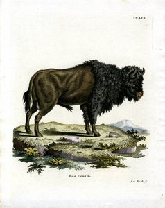 ऑरोच (रंगीन उत्कीर्णन) द्वारा जर्मन स्कूल