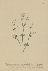 ऑस्ट्रिया के Bedstraw (Galium ऑस्ट्रिया रुबिया वन (बराबर। हरा सिंग), रुबिया बदलें) द्वारा जर्मन स्कूल