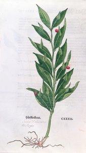 बेस्री, 1555 (रंग उत्कीर्णन) में प्रकाशित लियोनहार्ट फुच्स (1501-66) द्वारा हर्बेरियम का चित्रण द्वारा जर्मन स्कूल