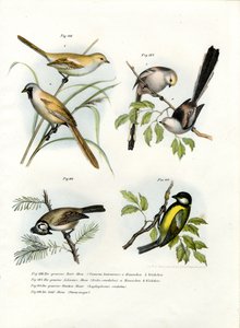 दाढ़ी वाला तोता, 1864 द्वारा जर्मन स्कूल