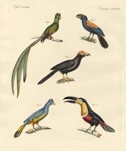 सुंदर और नए चढ़ाई करने वाले पक्षी (रंगीन उत्कीर्णन) द्वारा जर्मन स्कूल