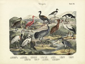 पक्षी, c.1860 द्वारा जर्मन स्कूल