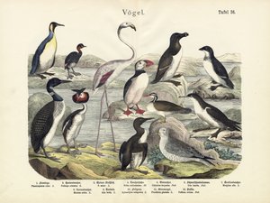 पक्षी, c.1860 द्वारा जर्मन स्कूल