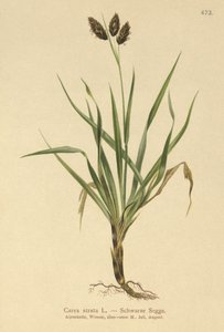 ब्लैक अल्पाइन-सेज (Carex atrata) द्वारा जर्मन स्कूल