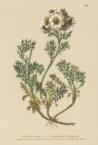 ब्लैक यारो (Achillea atrata) द्वारा जर्मन स्कूल