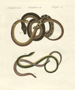 Blindworms द्वारा जर्मन स्कूल