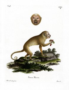 गोरा Capuchin (रंगीन उत्कीर्णन) द्वारा जर्मन स्कूल