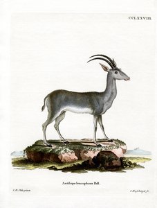 Bluebuck द्वारा जर्मन स्कूल