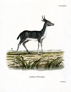 बोहोर रीडबक (रंगीन उत्कीर्णन) द्वारा जर्मन स्कूल