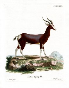 बोनटेबोक (रंगीन उत्कीर्णन) द्वारा जर्मन स्कूल