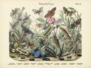 तितलियाँ, c.1860 द्वारा जर्मन स्कूल