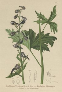 मोमबत्ती Larkspur (Delphinium लहर, घनिष्ठा tiroliensis) द्वारा जर्मन स्कूल