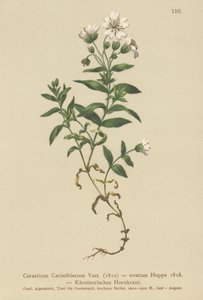 कैरिंथियन माउस-कान (सेरास्टियम कारिंथियाकुम, सेरास्टियम ओवेटम) द्वारा जर्मन स्कूल