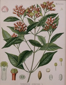 Caryophyllus Aromaticus (लौंग) द्वारा जर्मन स्कूल