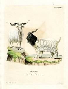 कश्मीरी बकरी (रंगीन उत्कीर्णन) द्वारा जर्मन स्कूल
