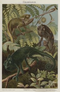 गिरगिट द्वारा जर्मन स्कूल