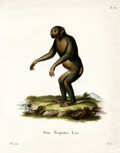 चिंपैंजी (रंगीन उत्कीर्णन) द्वारा जर्मन स्कूल
