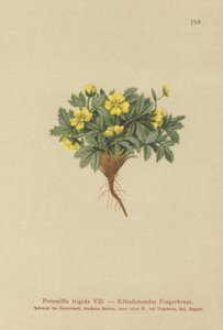 Cinquefoil (Potentilla frigida, Potentilla glacialis, Potentilla helvetica) द्वारा जर्मन स्कूल