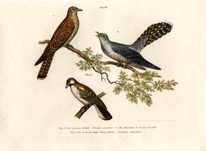 आम कोयल, 1864 द्वारा जर्मन स्कूल