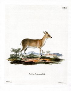 आम डुइकर (रंगीन उत्कीर्णन) द्वारा जर्मन स्कूल