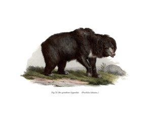 आम भारतीय सुस्ती भालू, 1860 द्वारा जर्मन स्कूल