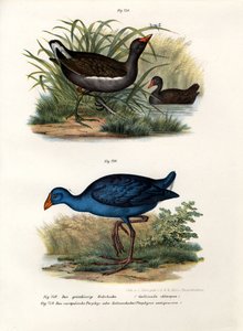 कॉमन मोरेन, 1864 द्वारा जर्मन स्कूल