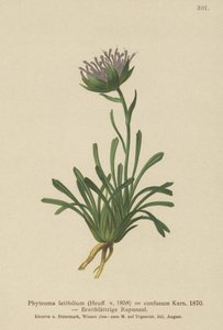 उलझन Rampion (Phyteuma Phyteuma latifolium मिश्रित, Phyteuma अर्धगोल एसएसपी। उलझन Phyteuma बौना) द्वारा जर्मन स्कूल