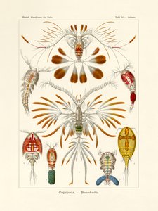 कोप्पोडा, 1899-1904 द्वारा जर्मन स्कूल