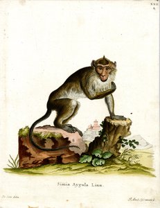 केकड़ा खाने वाला मकाक (रंगीन उत्कीर्णन) द्वारा जर्मन स्कूल