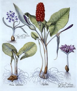 तुलसी बेसलर (1561-1629), पब से हॉर्टस आइस्टेटेंसिस से कोयल पिंट, स्प्रिंग मीडो केसर, स्टार हैकेथिन। 1613 (हाथ से सजी नक्काशी) द्वारा जर्मन स्कूल
