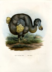 डोडो, 1864 द्वारा जर्मन स्कूल