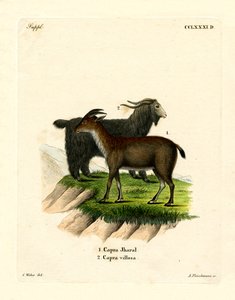 घरेलू बकरी (रंगीन उत्कीर्णन) द्वारा जर्मन स्कूल